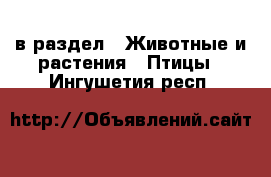  в раздел : Животные и растения » Птицы . Ингушетия респ.